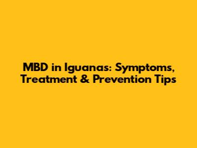 MBD in Iguanas: Symptoms, Treatment & Prevention Tips