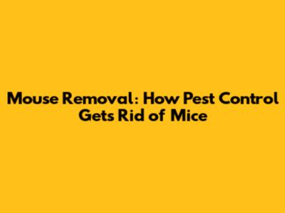 Mouse Removal: How Pest Control Gets Rid of Mice