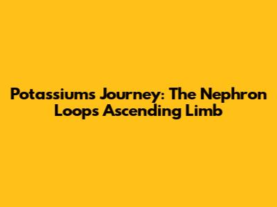 Potassium's Journey: The Nephron Loop's Ascending Limb