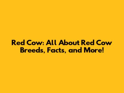 Red Cow: All About Red Cow Breeds, Facts, and More!