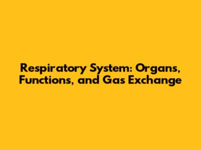 Respiratory System: Organs, Functions, and Gas Exchange