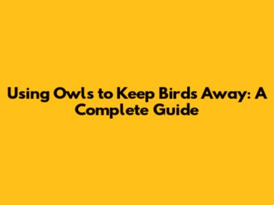 Using Owls to Keep Birds Away: A Complete Guide