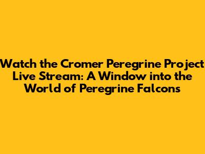 Watch the Cromer Peregrine Project Live Stream: A Window into the World of Peregrine Falcons